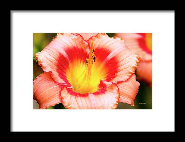 Lily Framed Print featuring the photograph Lily by Christina Rollo