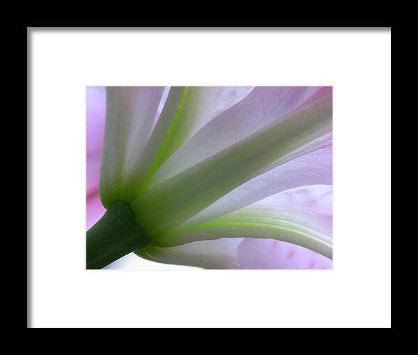Luminous Framed Print featuring the photograph Lily Fine Art by Juergen Roth