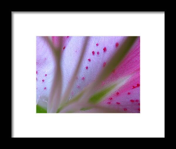 Lily Framed Print featuring the photograph Lily Flower Fine Art by Juergen Roth