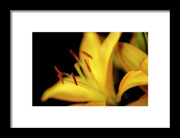 Lily Flower Yellow Blur Bokeh Framed Print featuring the photograph Lily Flower by Ian Sanders