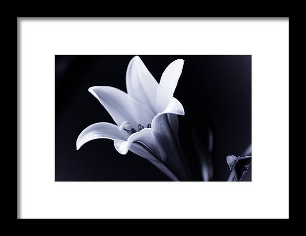 Lily Framed Print featuring the photograph Lily in Black and White by Edward Myers