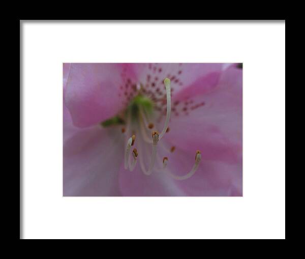 Lily Framed Print featuring the photograph Lily by Juergen Roth