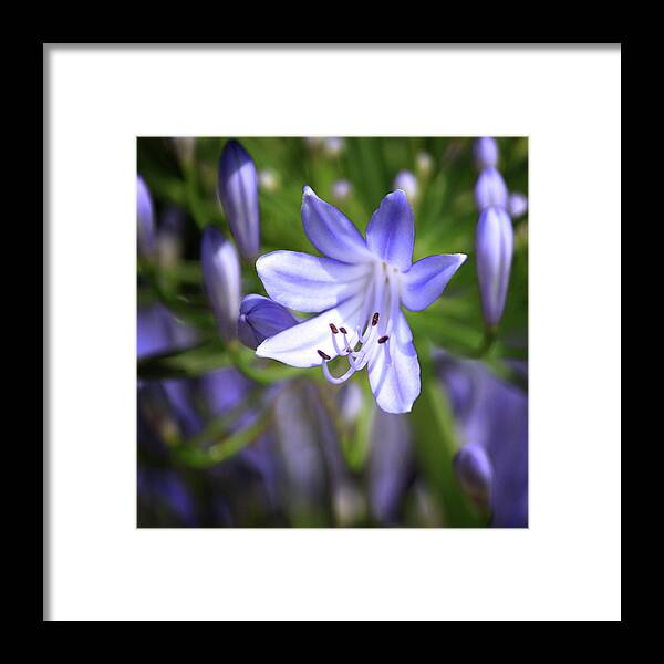 Blue Flower Framed Print featuring the photograph Lily of the Nile in Macro by Cheryl Day