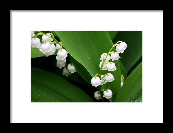 Lily Of The Valley Framed Print featuring the photograph Lily Of The Valley by Annie Babineau