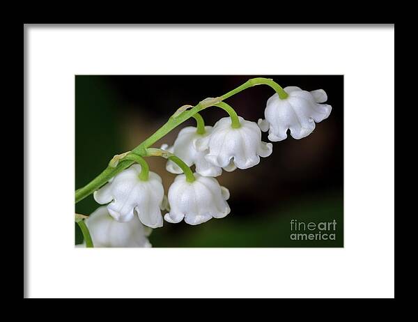 Lily Of The Valley Framed Print featuring the photograph Lily Of The Valley Flowers by Tamara Becker
