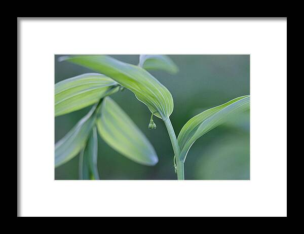 Lily Of The Valley Framed Print featuring the photograph Lily of the Valley by Jane Melgaard
