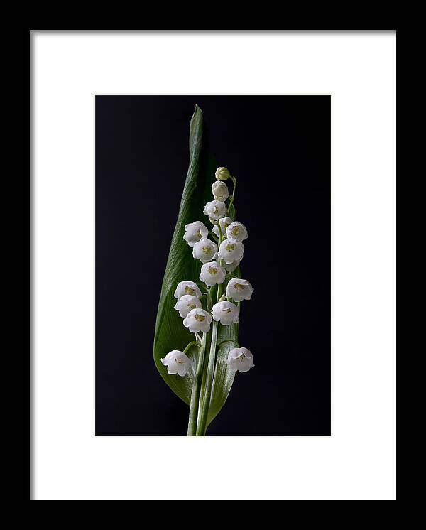 Flower Framed Print featuring the photograph Lily of the Valley on Black by Patti Deters