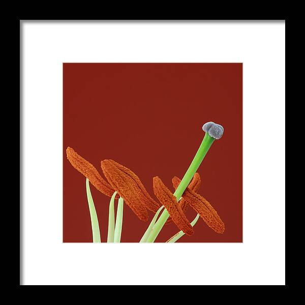 Lily Framed Print featuring the photograph Lily On Red by Conor Roberts