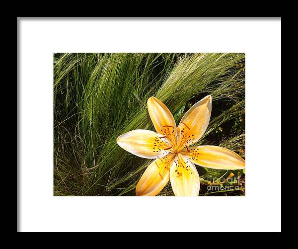 Lily Framed Print featuring the photograph Lily on the Green by Onedayoneimage Photography