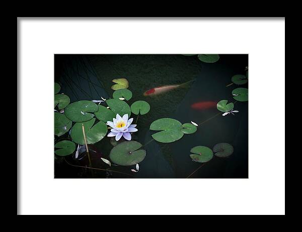 Pond Framed Print featuring the photograph Lily Pad Flower and Koi by Mary Lee Dereske