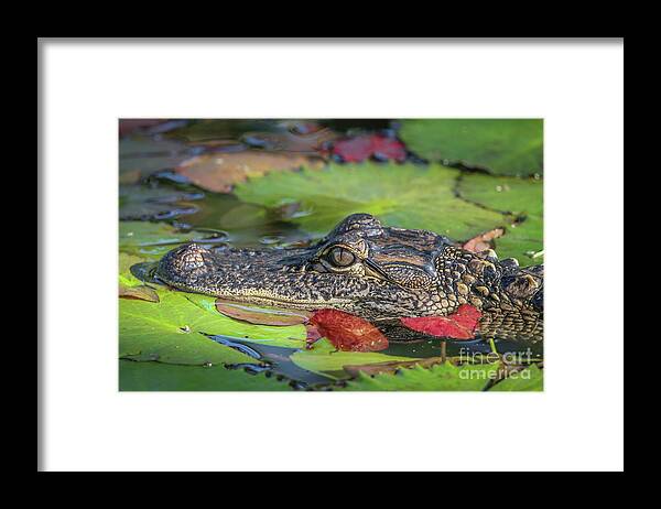 Gator Framed Print featuring the photograph Lily Pad Gator by Tom Claud