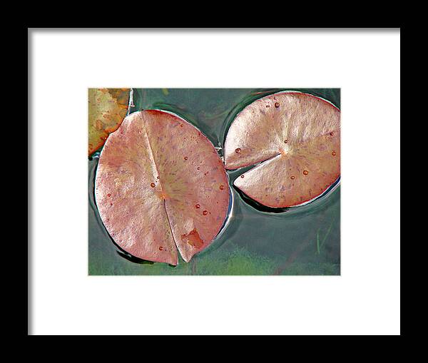 Lily Pads Framed Print featuring the photograph Lily Pads 1 by Diana Douglass