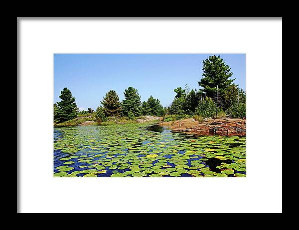 French River Framed Print featuring the photograph Lily Pads In The Shallows French River Delta by Debbie Oppermann