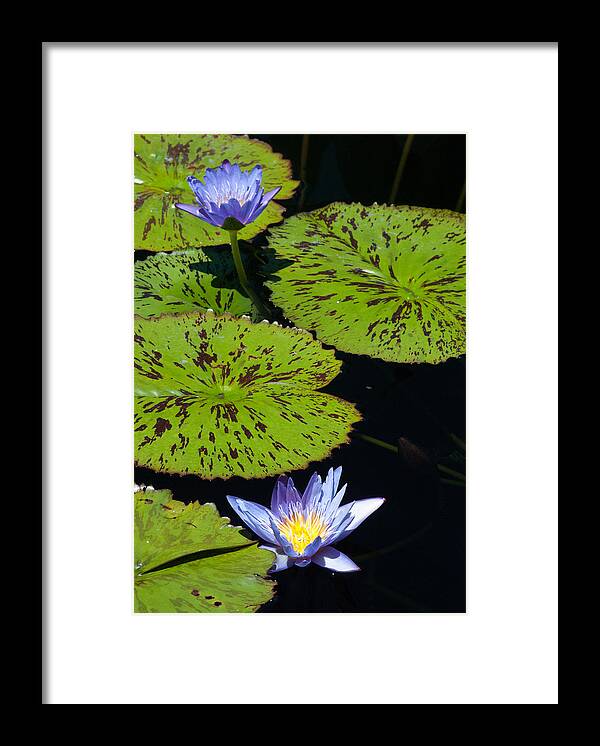 Blue Framed Print featuring the photograph Lily Pads by Tom Potter