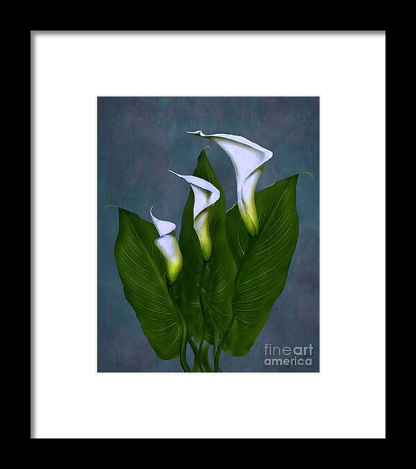 White Calla Lilies Framed Print featuring the painting White Calla Lilies #1 by Peter Piatt