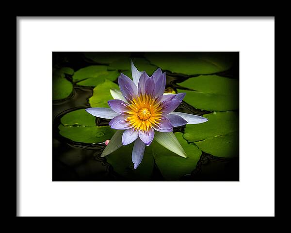 Bonnie Follett Framed Print featuring the photograph Lily Queen of the Pond by Bonnie Follett