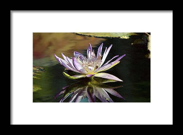 Lily Framed Print featuring the photograph Lily Reflections by Gary Dean Mercer Clark