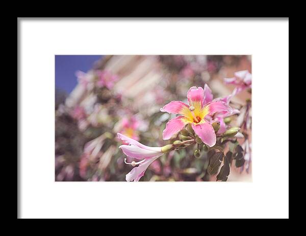 Pink Flowers Framed Print featuring the photograph Lily Tree. Flowers of Malaga by Jenny Rainbow