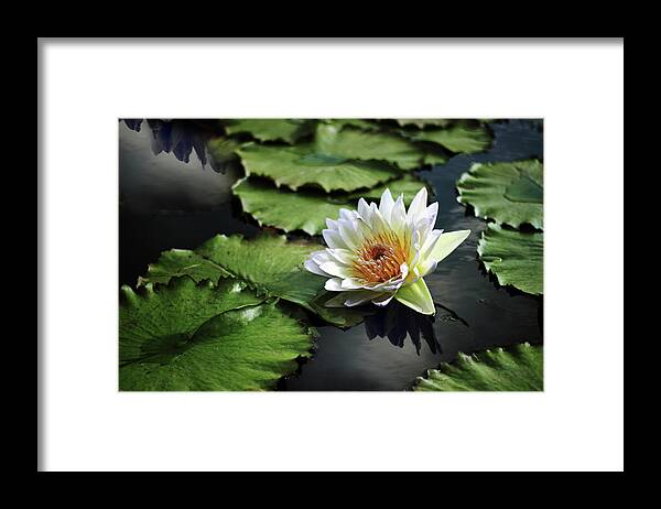 Lily Framed Print featuring the photograph Lily White by Jessica Jenney