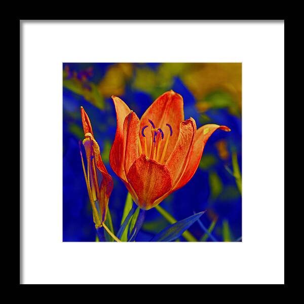 Flowers Framed Print featuring the photograph Lily with Sabattier by Bill Barber