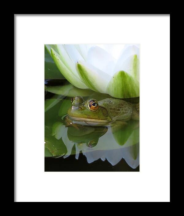 Animal Framed Print featuring the photograph Lilyfrog - Frog with Water Lily by MTBobbins Photography