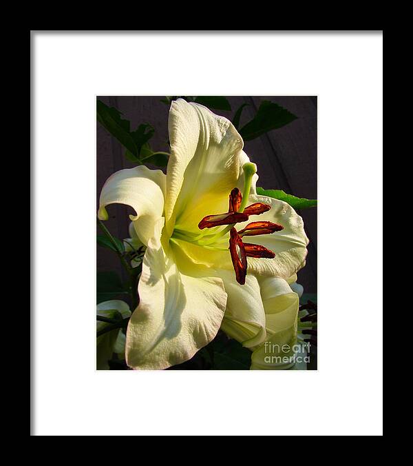 Flowers Framed Print featuring the photograph Lily's Morning by Pamela Clements
