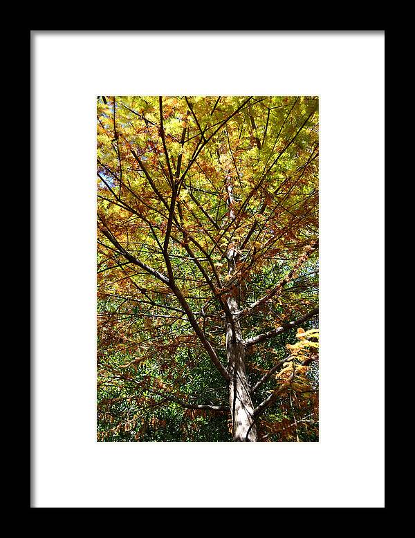 Tree Framed Print featuring the photograph Limber by Amanda Sanford