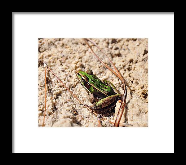 Leopard Frog Framed Print featuring the photograph Lime-like by Al Powell Photography USA