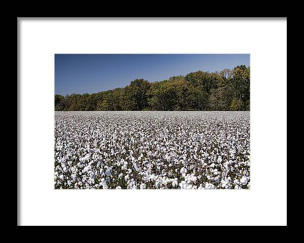 Cotton Framed Print featuring the photograph Limestone County Alabama Cotton Crop by Kathy Clark