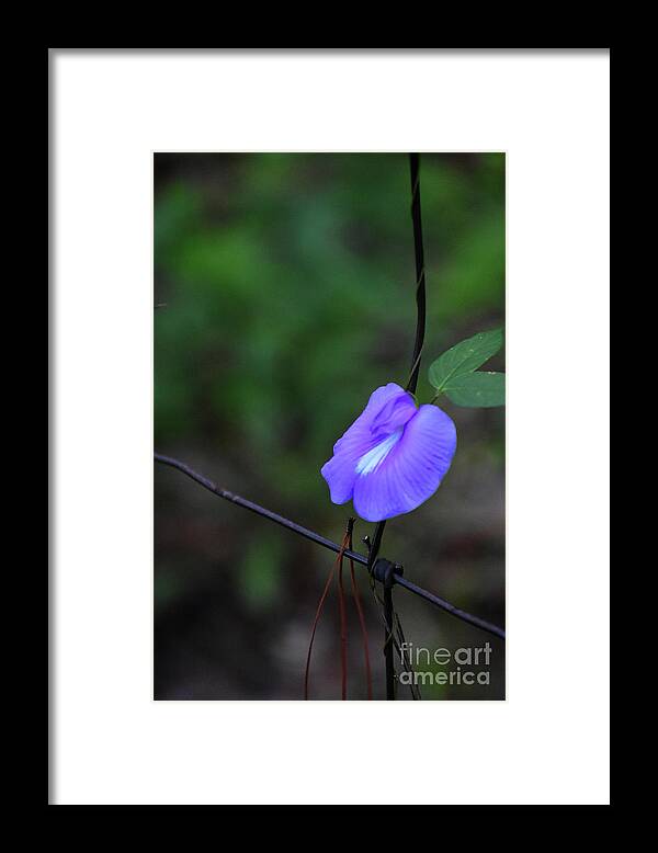 Nature Framed Print featuring the photograph Limp Petunia by Skip Willits