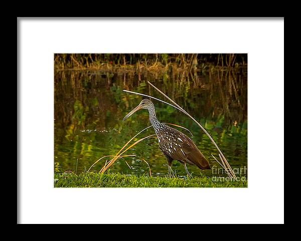 Limpkin Framed Print featuring the photograph Limpkin at Water's Edge by Tom Claud