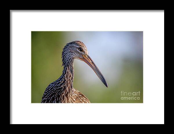 Limpkin Framed Print featuring the photograph Limpkin Portrait by Tom Claud