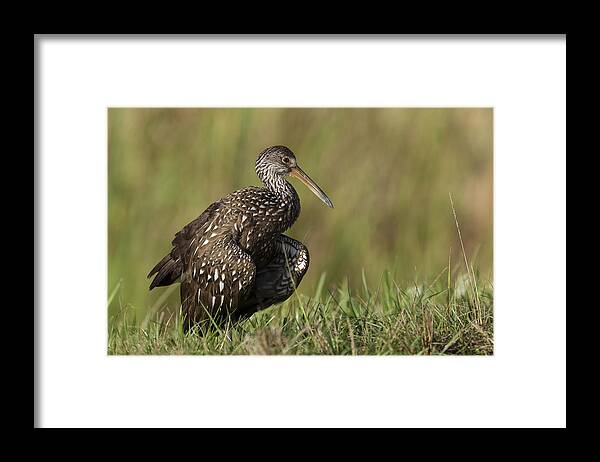 Limpkin Framed Print featuring the photograph Limpkin stretching in the grass by David Watkins