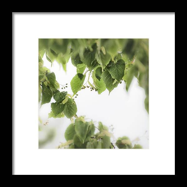 Linden Leaves Framed Print featuring the photograph Linden in the Rain 2 - by Julie Weber