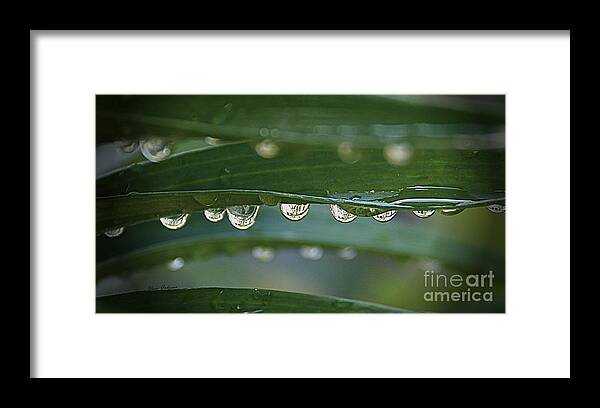 Droplets Framed Print featuring the photograph Line up by Yumi Johnson