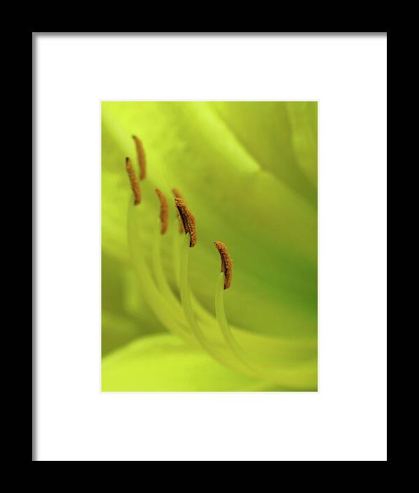 Lily Framed Print featuring the photograph Lining Up for Love by Juergen Roth