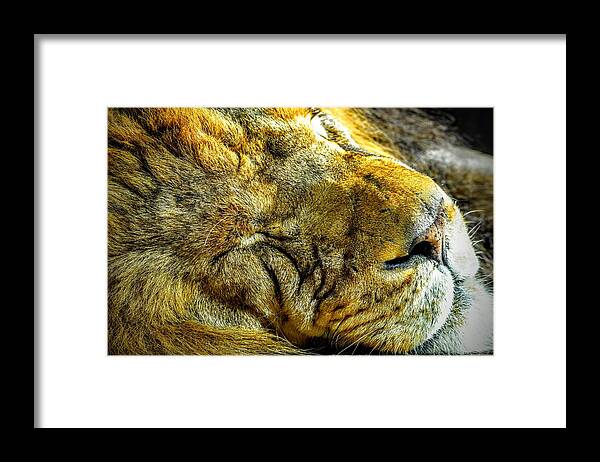 Lion Framed Print featuring the photograph Lion Around by Michael Brungardt