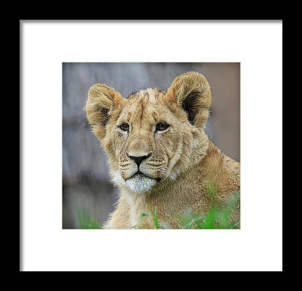 Lion Framed Print featuring the photograph Lion Cub Close Up by Steve McKinzie