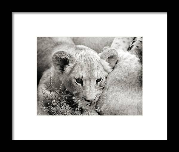 Lion Framed Print featuring the photograph Lion Cub by Marilyn Hunt