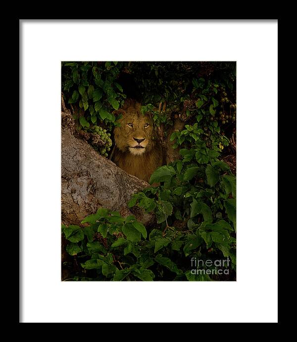 Lion In A Fig Tree In Ngorongoro Crater Framed Print featuring the photograph Lion In A Tree-Signed-#9841 by J L Woody Wooden