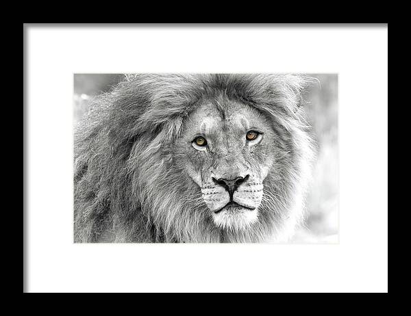 Lion Framed Print featuring the photograph Lion King by Celine Pollard
