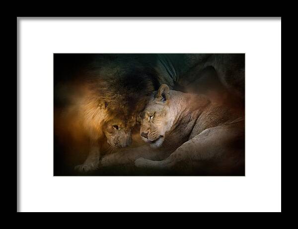 Jai Johnson Framed Print featuring the photograph Lion Love by Jai Johnson