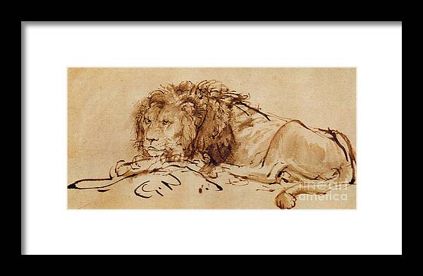 Rembrandt Framed Print featuring the drawing Lion Resting by Rembrandt