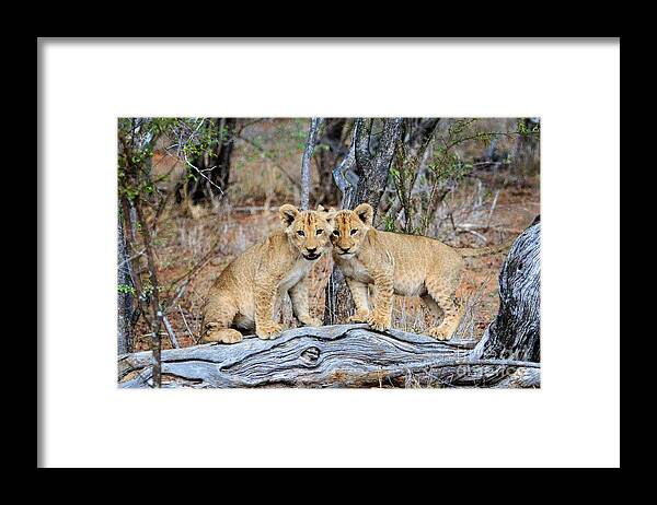 Babies Framed Print featuring the photograph Lion Siblings by Jennifer Ludlum