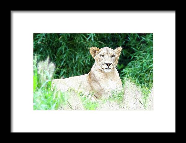 Cincinnati Zoo Framed Print featuring the photograph Lioness by Ed Taylor