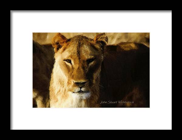 Lioness Framed Print featuring the photograph Lioness by John Stuart Webbstock