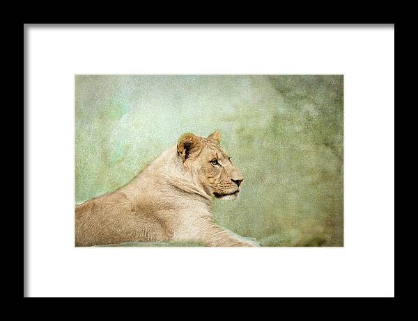 Nc Zoo Framed Print featuring the photograph Lioness Portrait by Wade Brooks