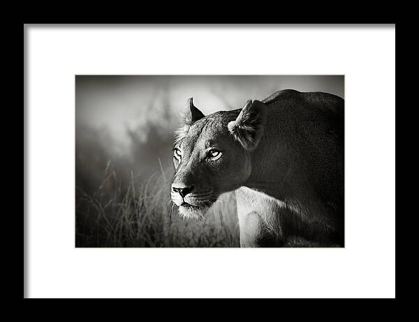 Lioness Framed Print featuring the photograph Lioness stalking by Johan Swanepoel