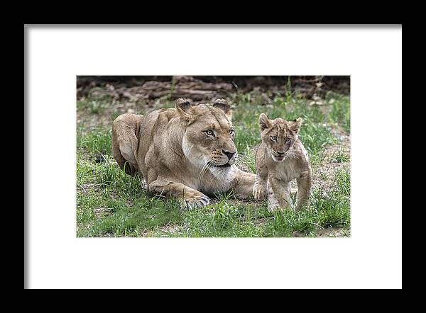 Wildlife Framed Print featuring the photograph Lioness With Her Cub by William Bitman
