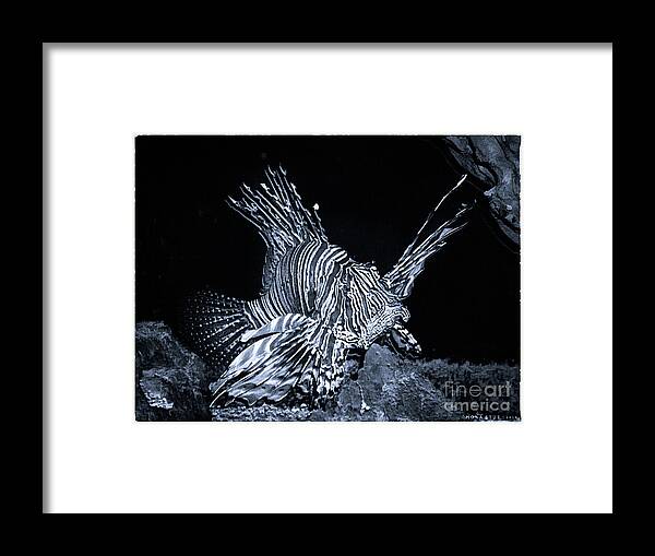 Mona Stut Framed Print featuring the photograph Lionfish Pterois Rotfeuerfisch Bw by Mona Stut